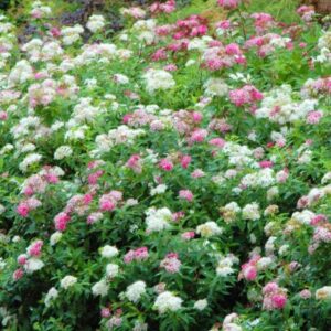 Spiraea japonica Shirobana jaapani enelas õitsemas