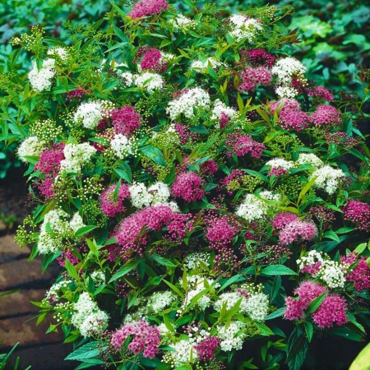 Spiraea japonica Shirobana jaapani enelas õitsemas