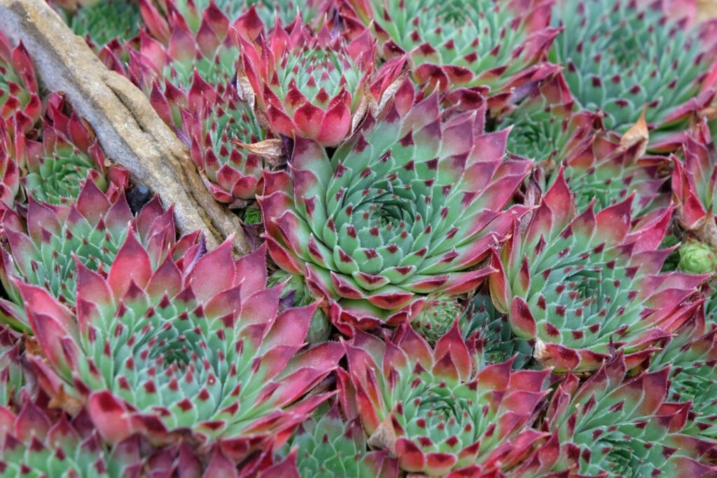Sempervivum Cassiopeia kukehari rosetitaim