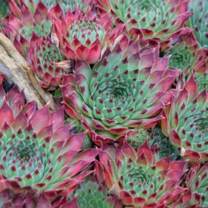 Sempervivum Cassiopeia kukehari rosetitaim