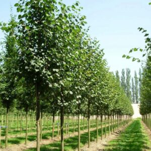 tilia-cordata-greenspire-parn-170cm