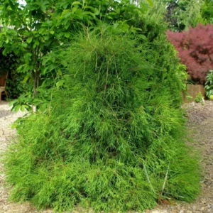 Poogitud niitjas küpress ‘Filiformis’ – rippuv ja eksootiline vorm aeda