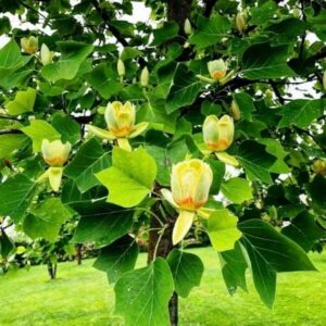 poogitud ameerika tulbipuu aureomarginatum 120 cm potitaim