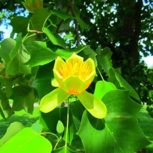 Tulbipuu Liriodendron tulipifera tulbikujuliste õitega puu