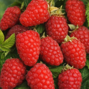 Vaarikas 'Delniwa' (Rubus idaeus)