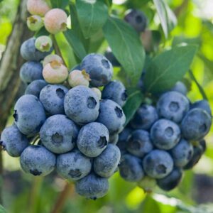 Vaccinium Darrow aedmustika marjad