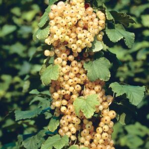 valge sõstar Biała z Jüterbog noor taim potis marjapõõsas