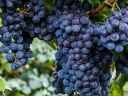 Vitis Isabella viinamarjad kobar