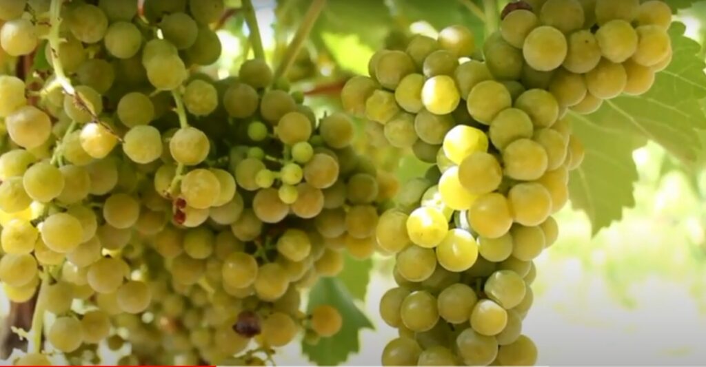 Vitis Seyval Blanc viinamari kobarad