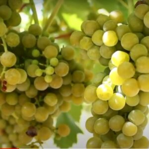 Vitis Seyval Blanc viinamari kobarad