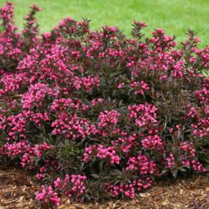 Weigela Alexandra roosade õitega veigela