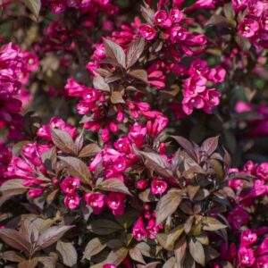 Weigela Minor Black tumeda lehestikuga veigela