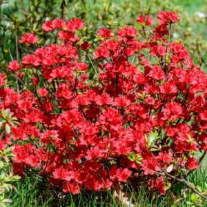 jaapani asalea drapa punaste õitega ilupõõsas