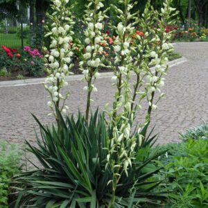 Yucca filamentosa