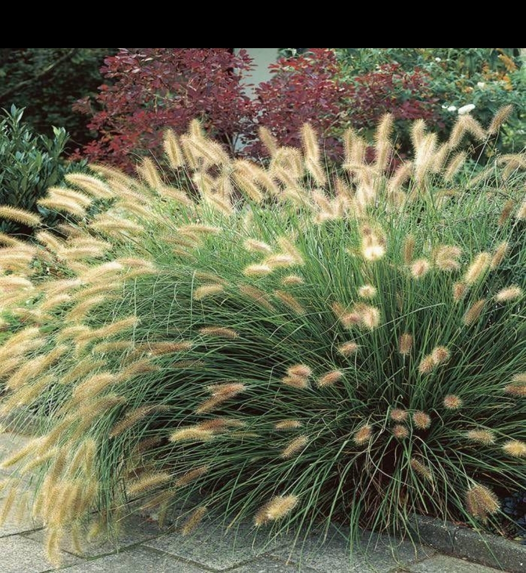 Pennisetum alopecuroides 'Paul's Giant'