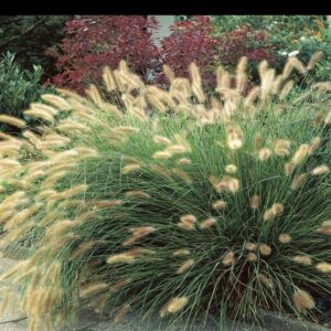 Pennisetum alopecuroides 'Paul's Giant'