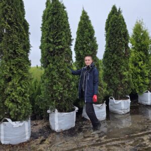 Elupuu Smaragd 280 cm - 330 cm