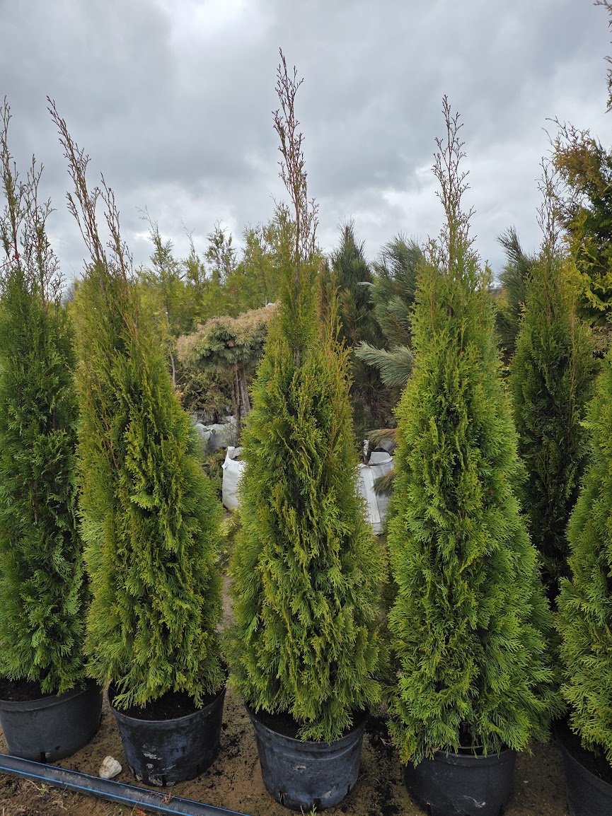 Elupuu Smaragd 200 cm