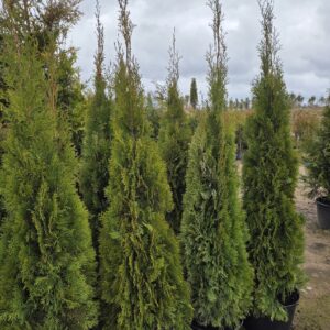 Elupuu Smaragd 190/200 cm