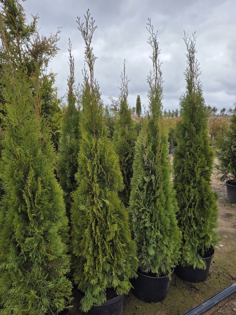 Elupuu Smaragd 190/200 cm