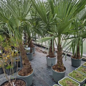 külmakindel palm Trachycarpus fortunei aias