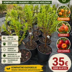 Mini-aprikoos 60/80 cm (poogitud)