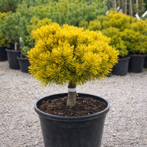 poogitud mänd pinus mugo carstens wintergold 7 l potis kuldkollane okaspuu