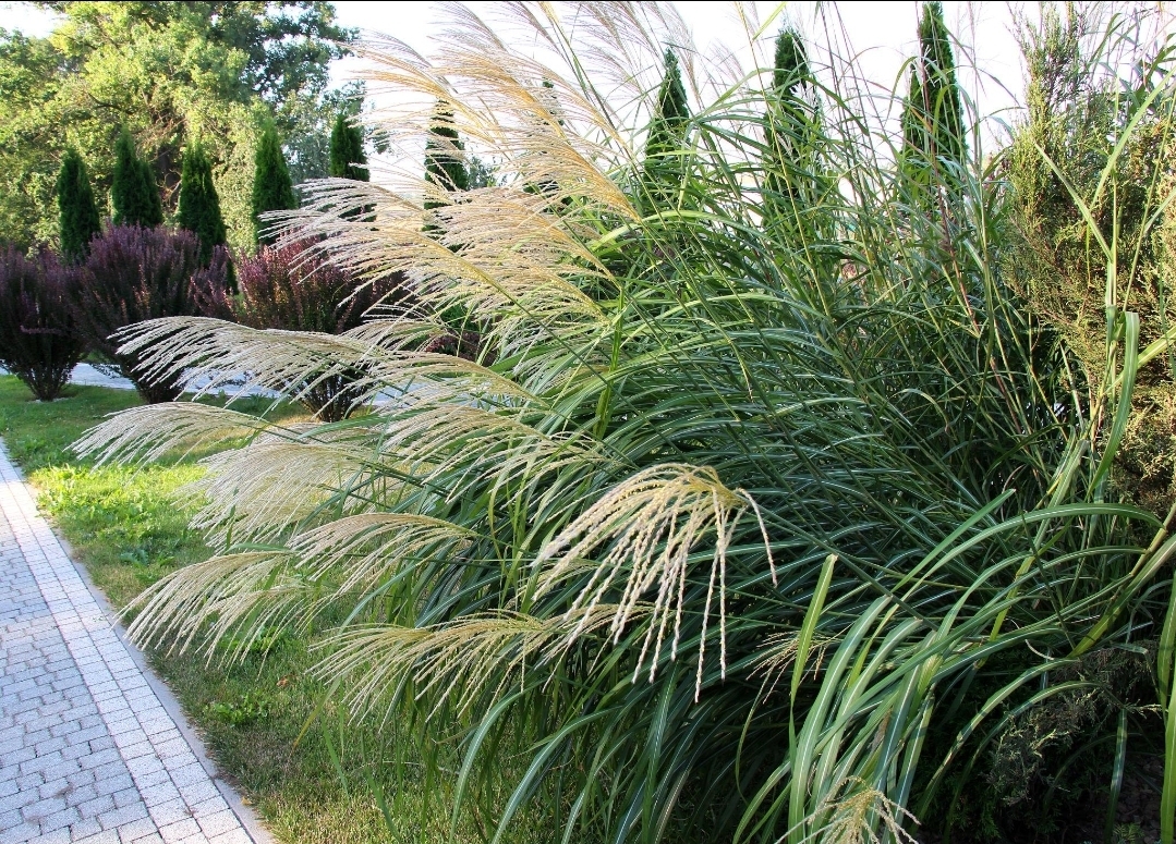 Miscanthus Memory taim