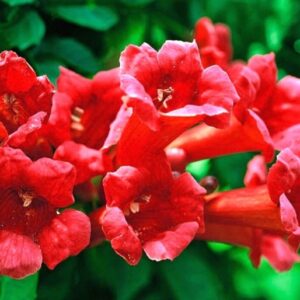 Ameerika viinapuu Campsis radicans 'Ursynów'