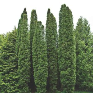 Elupuu Columna 70/80 cm