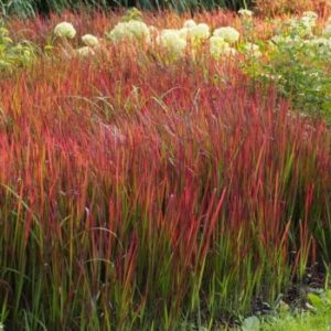 Imperata cylindrica Red Baron