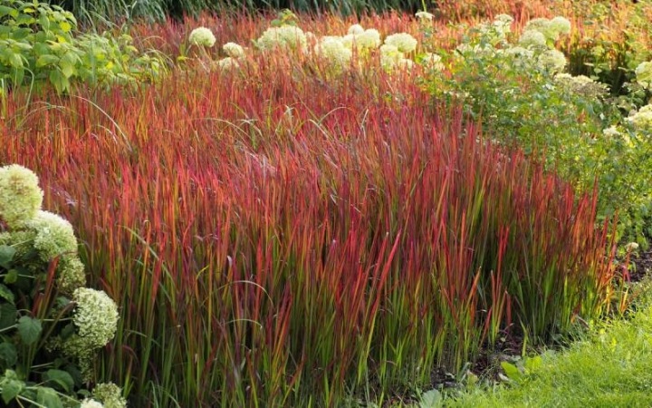 Imperata cylindrica Red Baron