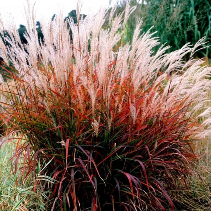 Miscanthus sinensis 'Dronning Ingrid'