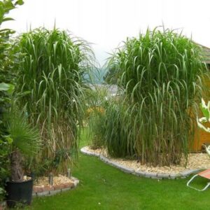Miscanthus giganteus