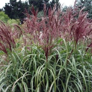 Miscanthus sinensis 'Buraczok' 10L potis