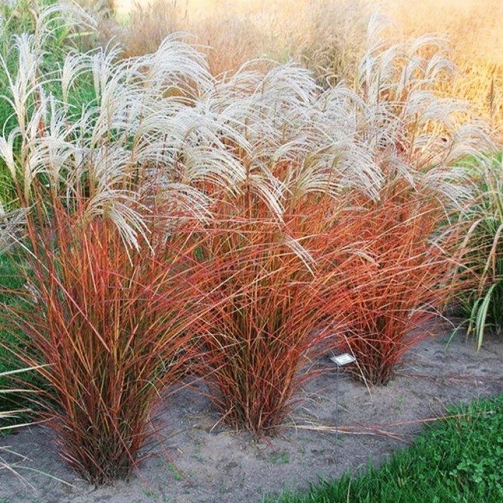 Miscanthus sinensis 'Graziella' – kõrge ja elegantne rohttaim