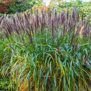Miscanthus sinensis 'Malepartus'