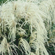 Miscanthus sinensis 'Memory'