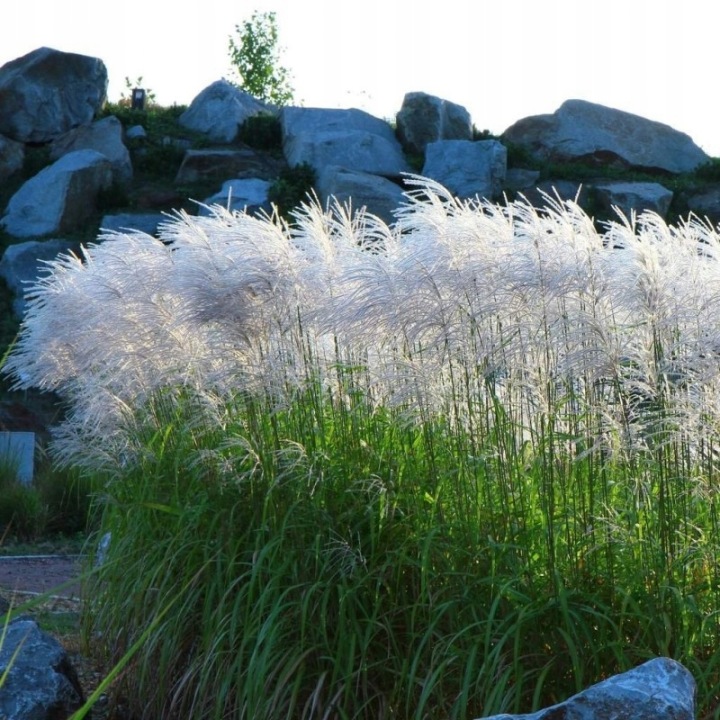 Miscanthus sinensis 'Memory'