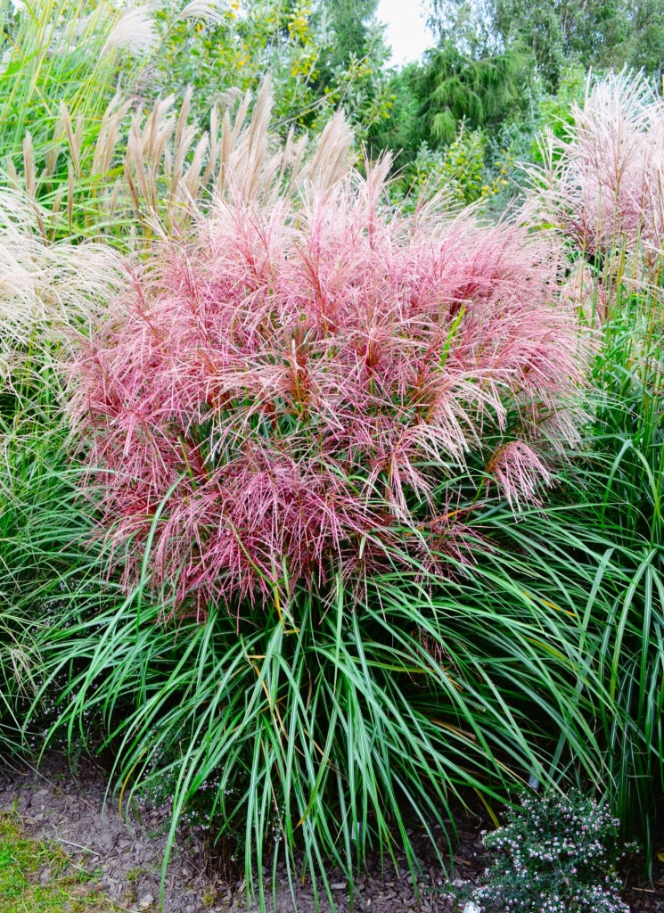 Miscanthus sinensis 'Polonus