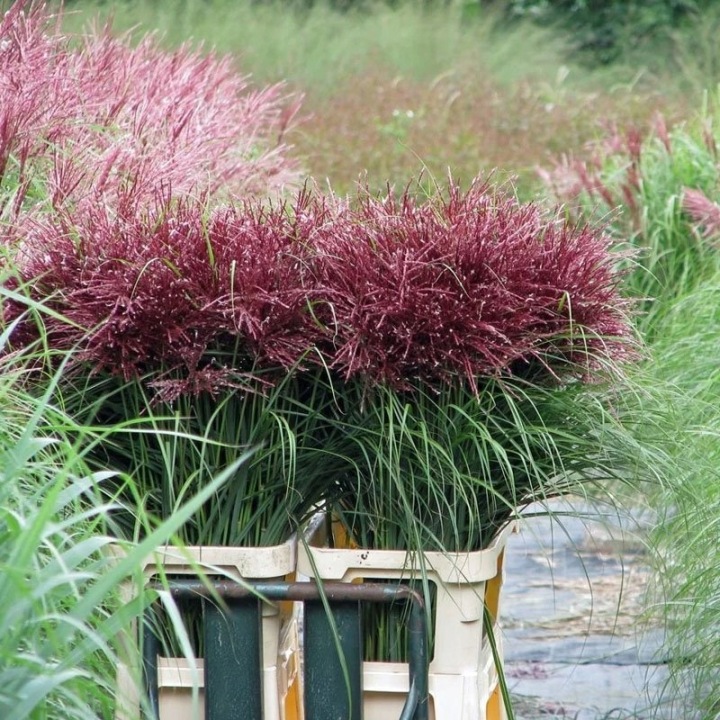 Miscanthus sinensis 'Polonus