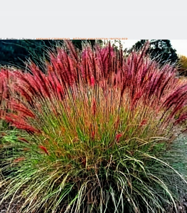 miscanthus-sinensis-red-chief