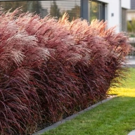 miscanthus-sinensis-red-chief