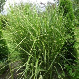 Miscanthus sinensis 'Strictus'