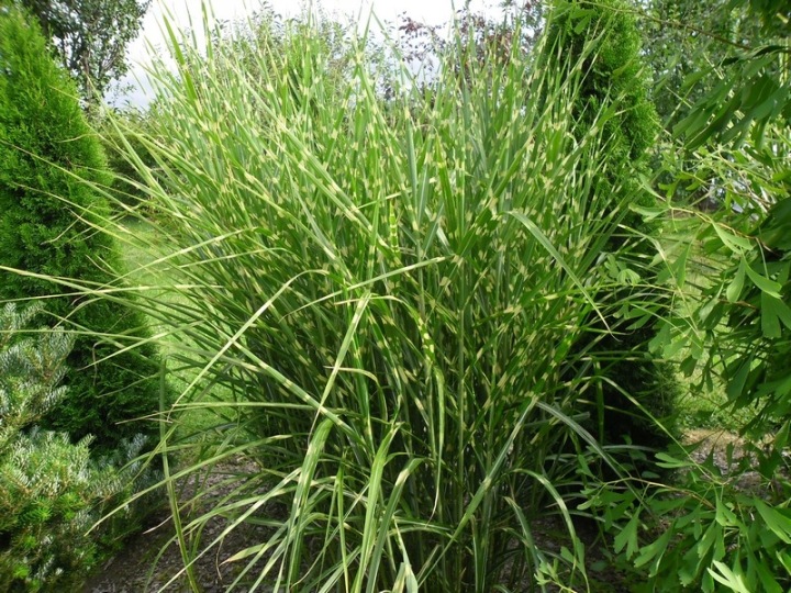 Miscanthus sinensis 'Strictus'