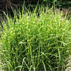 Miscanthus sinensis 'Zebrinus'