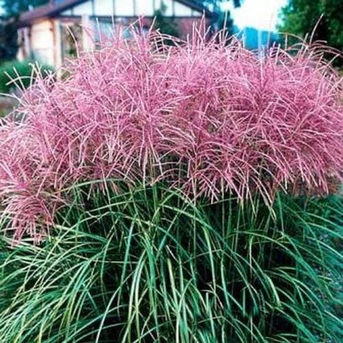 Miscanthus 'Ferner' 'Osten