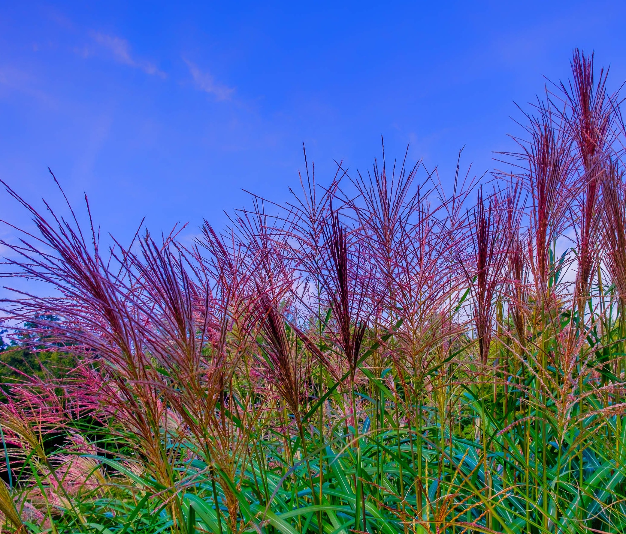 Miscanthus 'Ferner' 'Osten