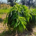 MINI VILJAPUUD – APRIKOOSID, VIRSIKUD JA NEKTARIINID