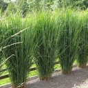 Panicum virgatum 'Northwind'